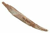 Fossil Shark (Hybodus) Dorsal Spine - Kem Kem Beds, Morocco #267692-1